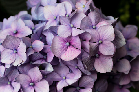 Hydrangea Art Print - april bern art & photography