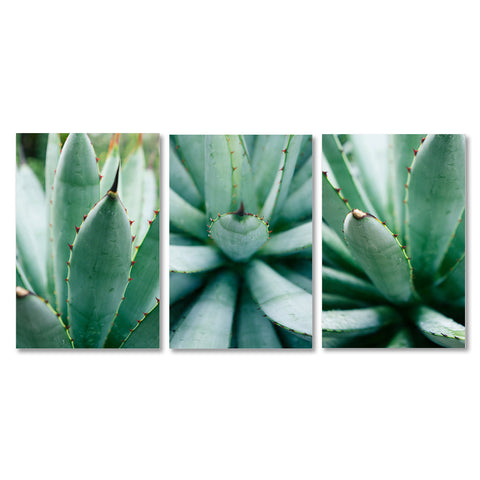 Ready to Hang Agave Gallery Wrapped Canvas- Set of 3 - april bern art & photography