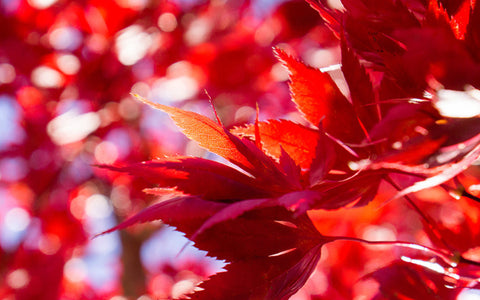 Red Leaves Canvas Art, Gallery Wrapped Canvas - april bern art & photography