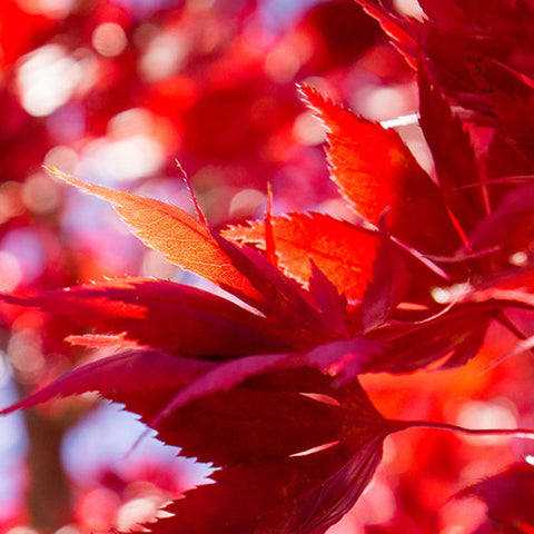 Red Leaves Canvas Art, Gallery Wrapped Canvas - april bern art & photography