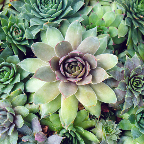 Succulent Photography, Hen and Chicks Photo