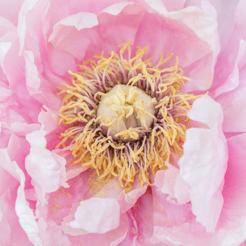 Peony Art Print - Peony Home Decor - april bern art & photography