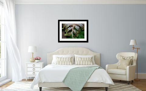 Fern Photography, Green Wall Decor, Nature Photo - april bern art & photography
