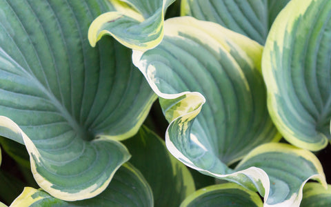 Hosta Leaves Fine Art Photography, Abstract Leaf Photo - april bern art & photography