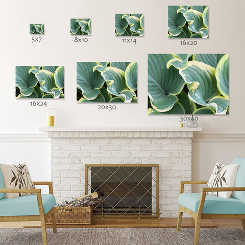 Hosta Leaves Fine Art Photography, Abstract Leaf Photo - april bern art & photography
