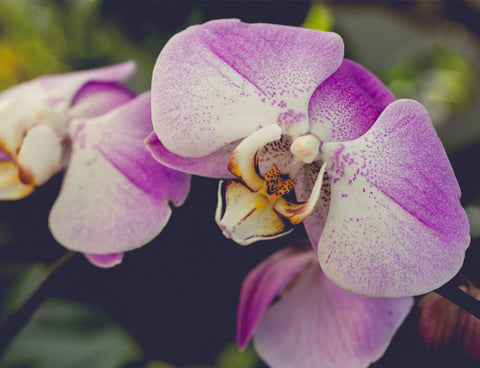 Orchid Stationary, Blank Greeting Card - april bern art & photography