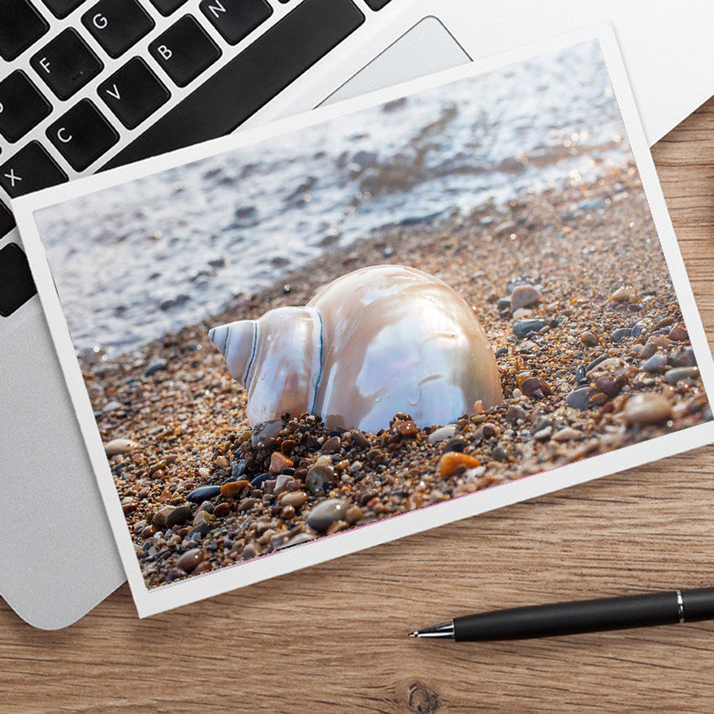 Seashell Notecard - Blank Seashell Photo Card - april bern art & photography