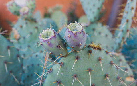 Santa Fe Prickly Pear Cactus - Southwest Desert Photo - april bern art & photography