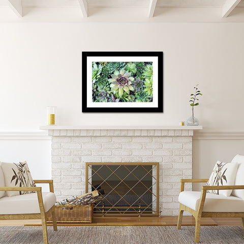 Succulent Photography, Hen and Chicks Photo - april bern art & photography