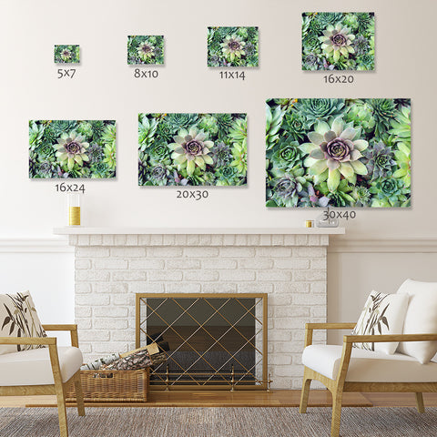 Succulent Photography, Hen and Chicks Photo - april bern art & photography
