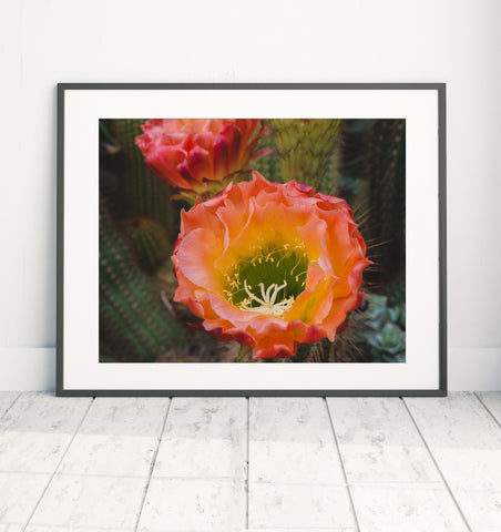 Printable Wall Art - Flowering Cactus Instant Download