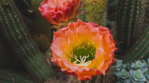 Printable Wall Art - Flowering Cactus Instant Download