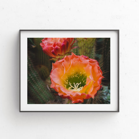 Printable Wall Art - Flowering Cactus Instant Download