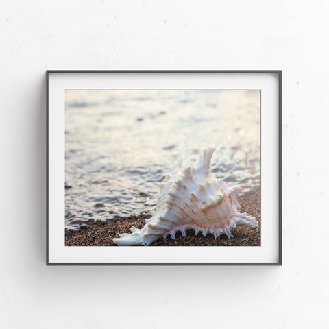 Printable Wall Art - Shell Digital Print - april bern photography