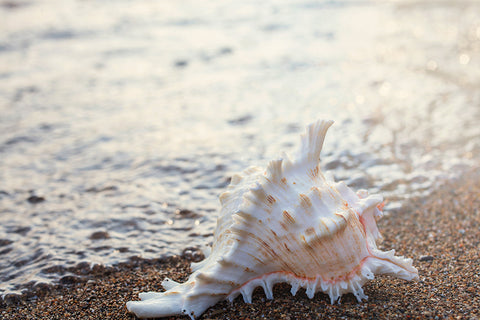 Printable Wall Art - Shell Digital Print - april bern photography