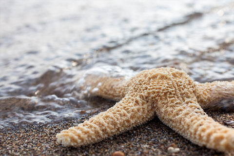 Printable Wall Art - Starfish Digital Print - april bern photography