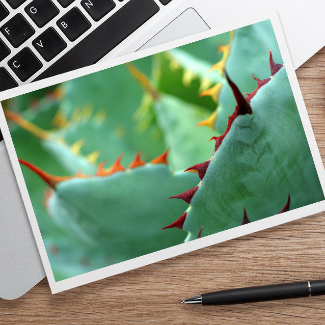 Abstract Agave Card, Succulent Photo Notecard - april bern art & photography