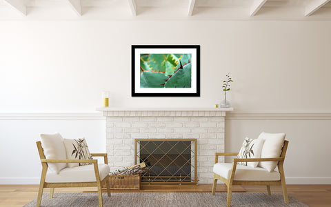 Agave - Fine Art Photography - april bern art & photography