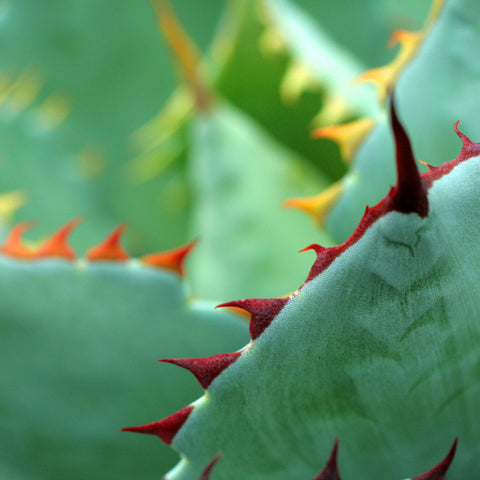 Agave - Fine Art Photography