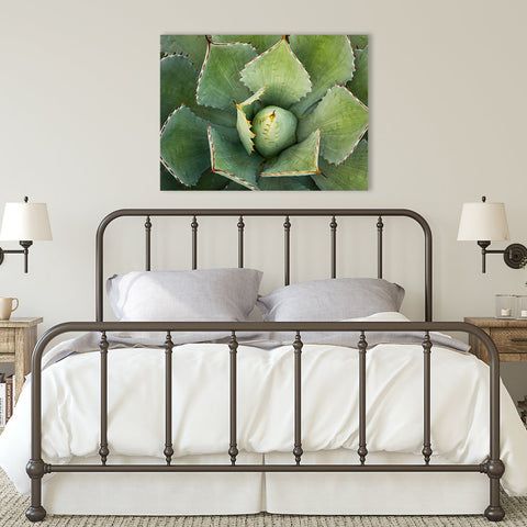 Agave Wall Art - Ready to Hang Gallery Wrapped Canvas - april bern art & photography