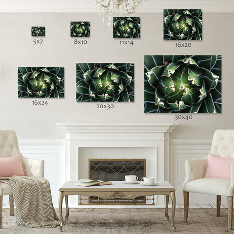 Ready to Hang Queen Victoria Agave Canvas- Succulent Wall Decor - april bern art & photography
