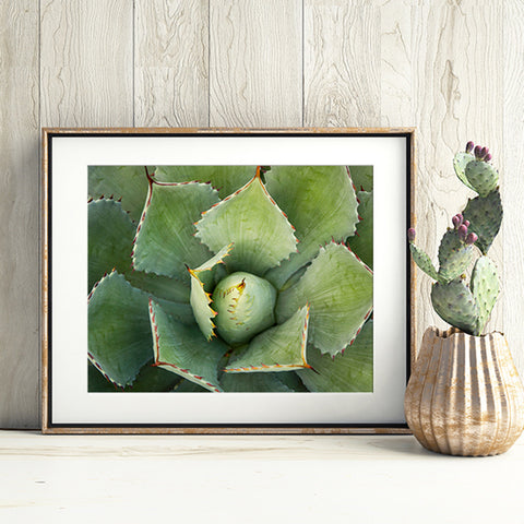 Agave - Fine Art Photography - april bern art & photography