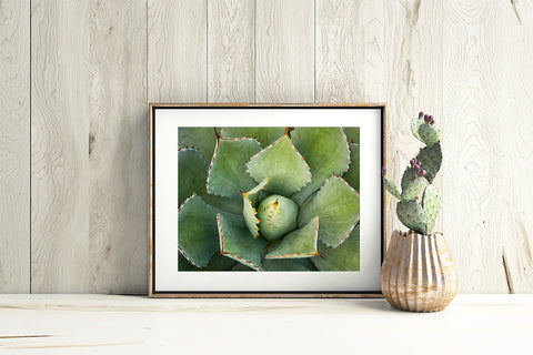 Agave - Fine Art Photography - april bern art & photography