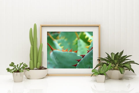 Agave - Fine Art Photography - april bern art & photography