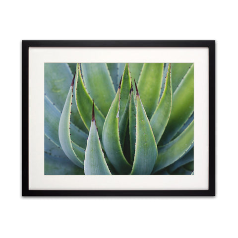 Agave Photo - Desert Art Print - april bern art & photography