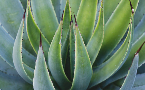 Agave Photo - Desert Art Print - april bern art & photography