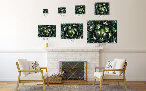 Agave Print, Queen Victoria Agave - april bern art & photography