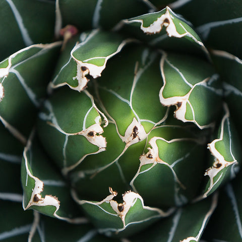 Agave Print, Queen Victoria Agave - april bern art & photography