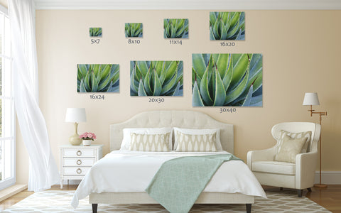 Agave Photo - Desert Art Print - april bern art & photography