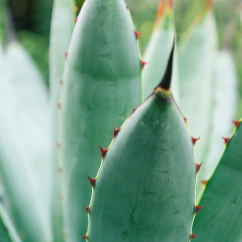 Agave Photograph Botanical Art - april bern art & photography