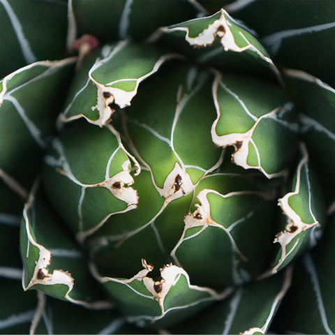 Ready to Hang Queen Victoria Agave Canvas- Succulent Wall Decor - april bern art & photography