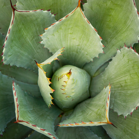 Agave - Fine Art Photography