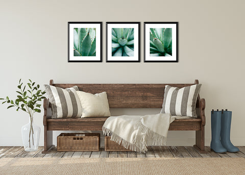 Set of 3 Agave Prints - Succulent Gallery Wall Art - april bern art & photography