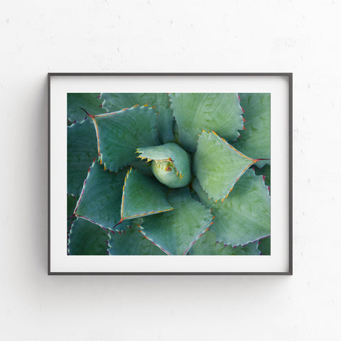 Printable Wall Art - Succulent Instant Download - april bern photography