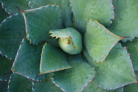 Printable Wall Art - Succulent Instant Download - april bern photography