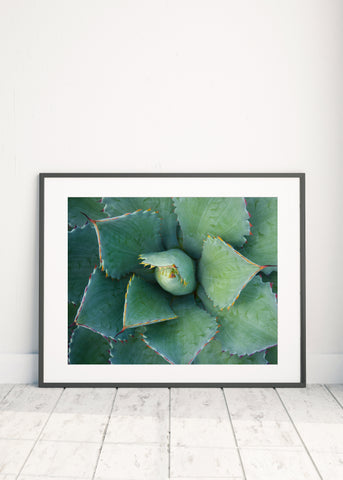 Printable Wall Art - Succulent Instant Download - april bern photography