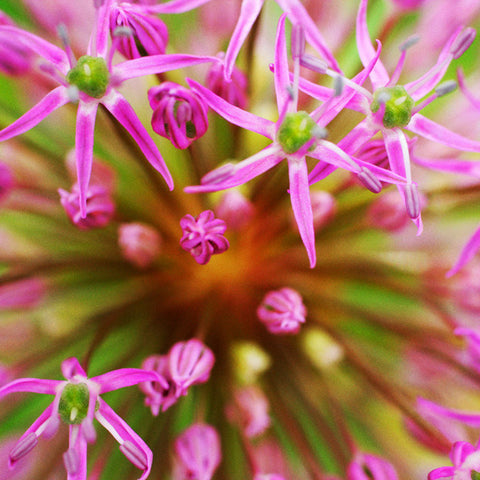 Pink Abstract Botanic Fine Art Print