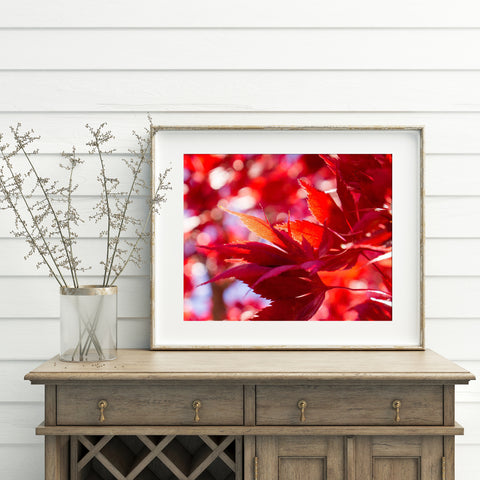 Fiery Autumn Leaves- Fine Art Nature Photography - april bern art & photography