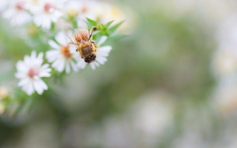 Honey Bee Fine Art Print, Summer Garden Photography - april bern art & photography