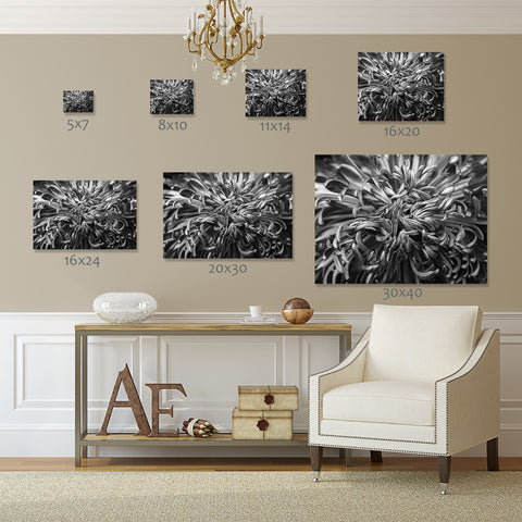 Black & White Botanical Print - april bern art & photography