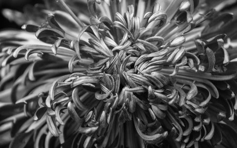 Black & White Botanical Print - april bern art & photography