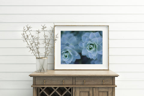 Blue Succulent Photo Print - Succulent Fine Art Print - april bern art & photography