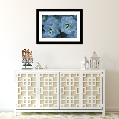 Blue Succulent Photo Print - Succulent Fine Art Print - april bern art & photography
