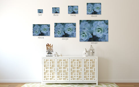 Blue Succulent Photo Print - Succulent Fine Art Print - april bern art & photography