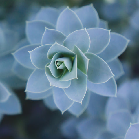 Blue Succulent Photo Print - Succulent Fine Art Print - april bern art & photography