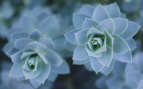 Blue Succulent Photo Print - Succulent Fine Art Print - april bern art & photography
